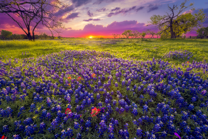 Dawn+breaks+over+a+field+of+bluebonnets+and+Indian+paintbrushes+near+Fredericksburg%2C+TX