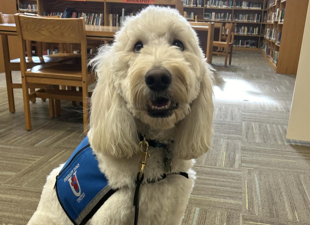 Finn, one of the therapy dogs that visited the school during Childrens Grief Awareness Day