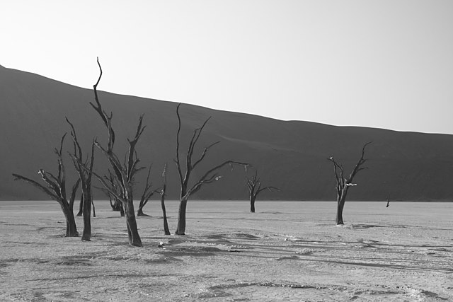 Schwarzweiss-Aufnahme abgestorbener Akazienbäume im Dead vlei, Namibia