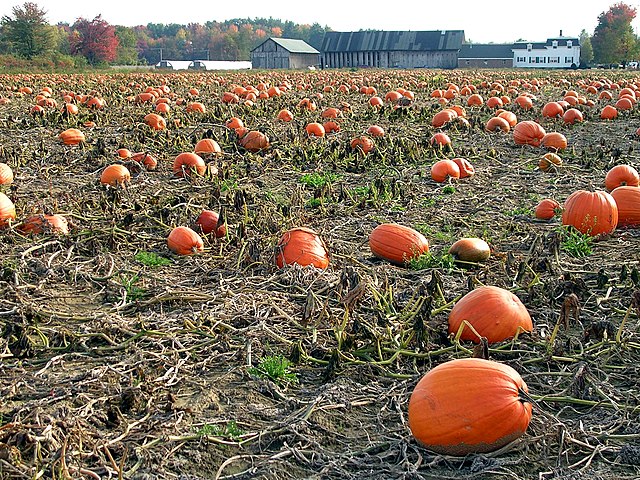 What is your favorite pumpkin-scented item?