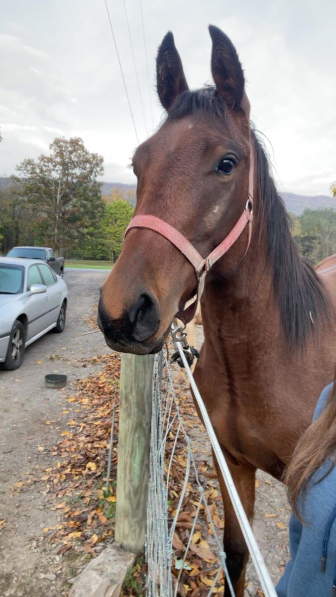 Top 10 best horse breeds