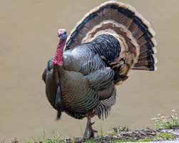 Keeping with tradition, President Biden pardons turkeys for Thanksgiving