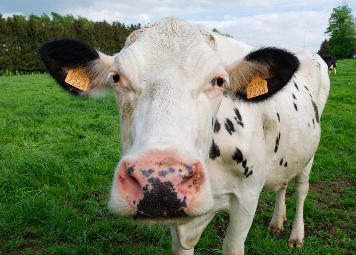 Soil Fertility