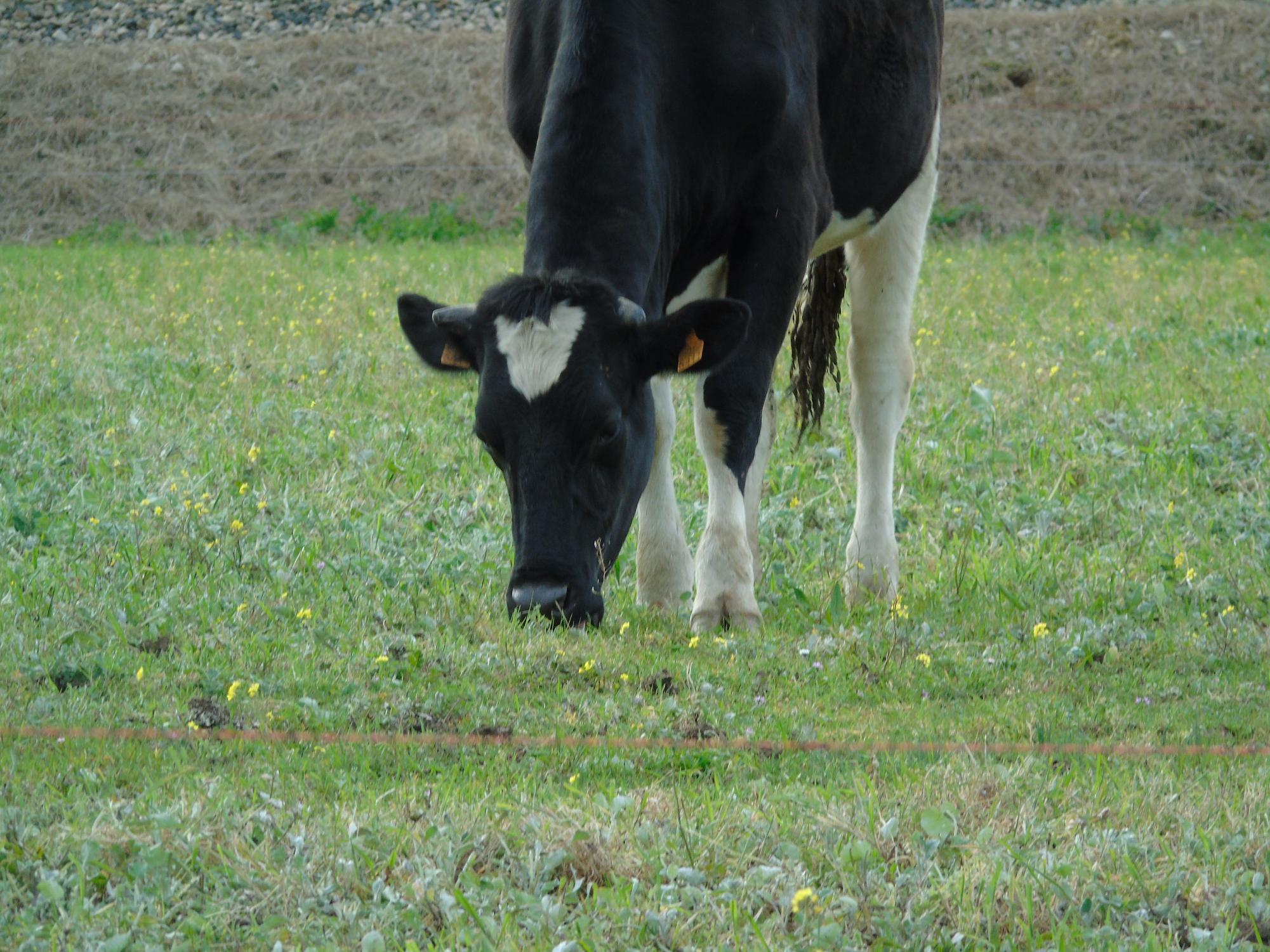 Why cows are important
