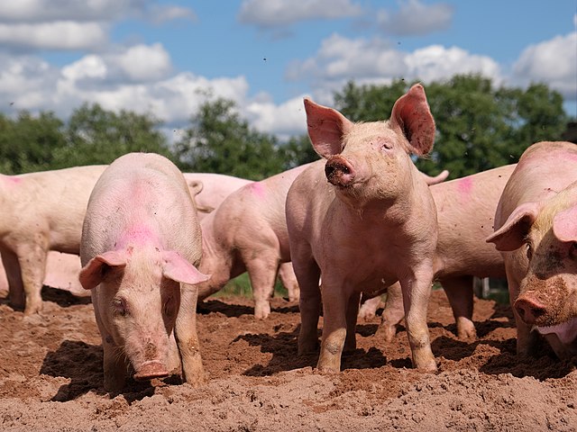 Man in Massachusetts lives after pig kidney surgery