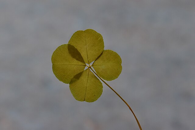 Leprechaun Day!