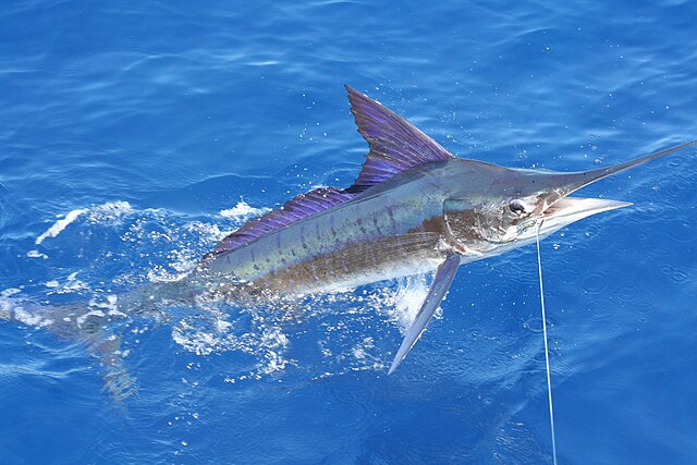 The magnificent marlin