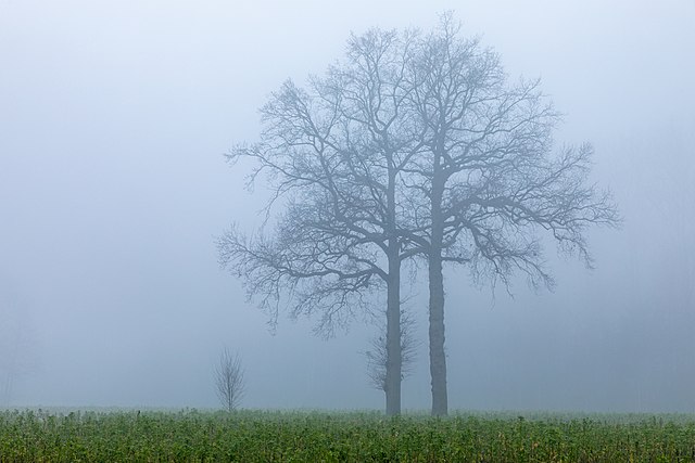A Secret Whisper In The Fog