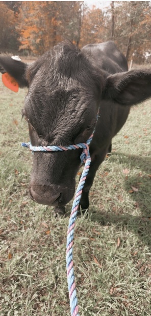Chocolate, the real cow