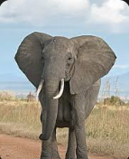 The Trunkless Elephant