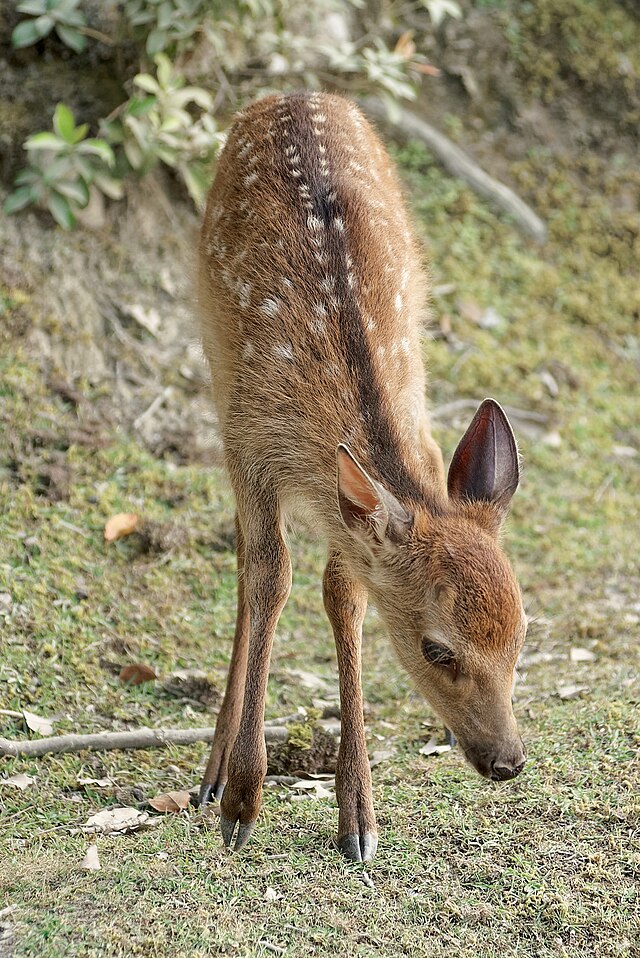 What rifle caliber are you using for the upcoming deer hunting season?