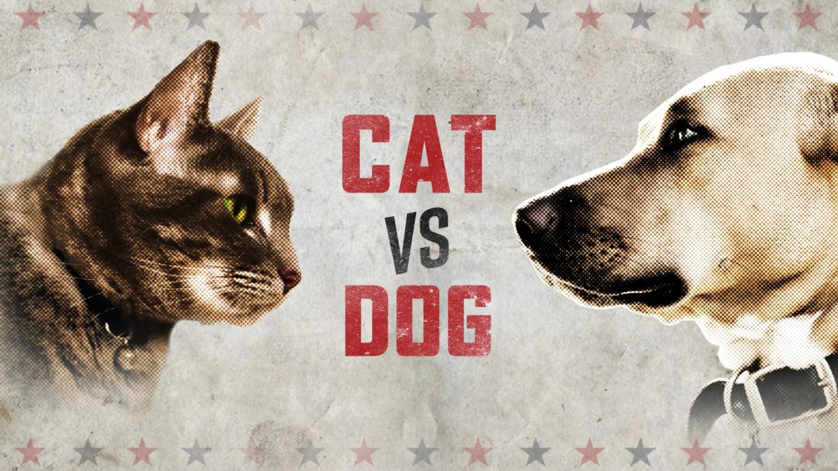 Cats vs Dogs