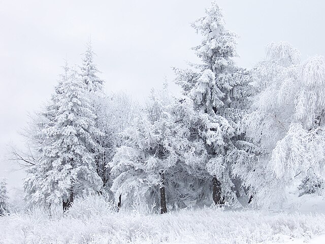 The Missing Tree