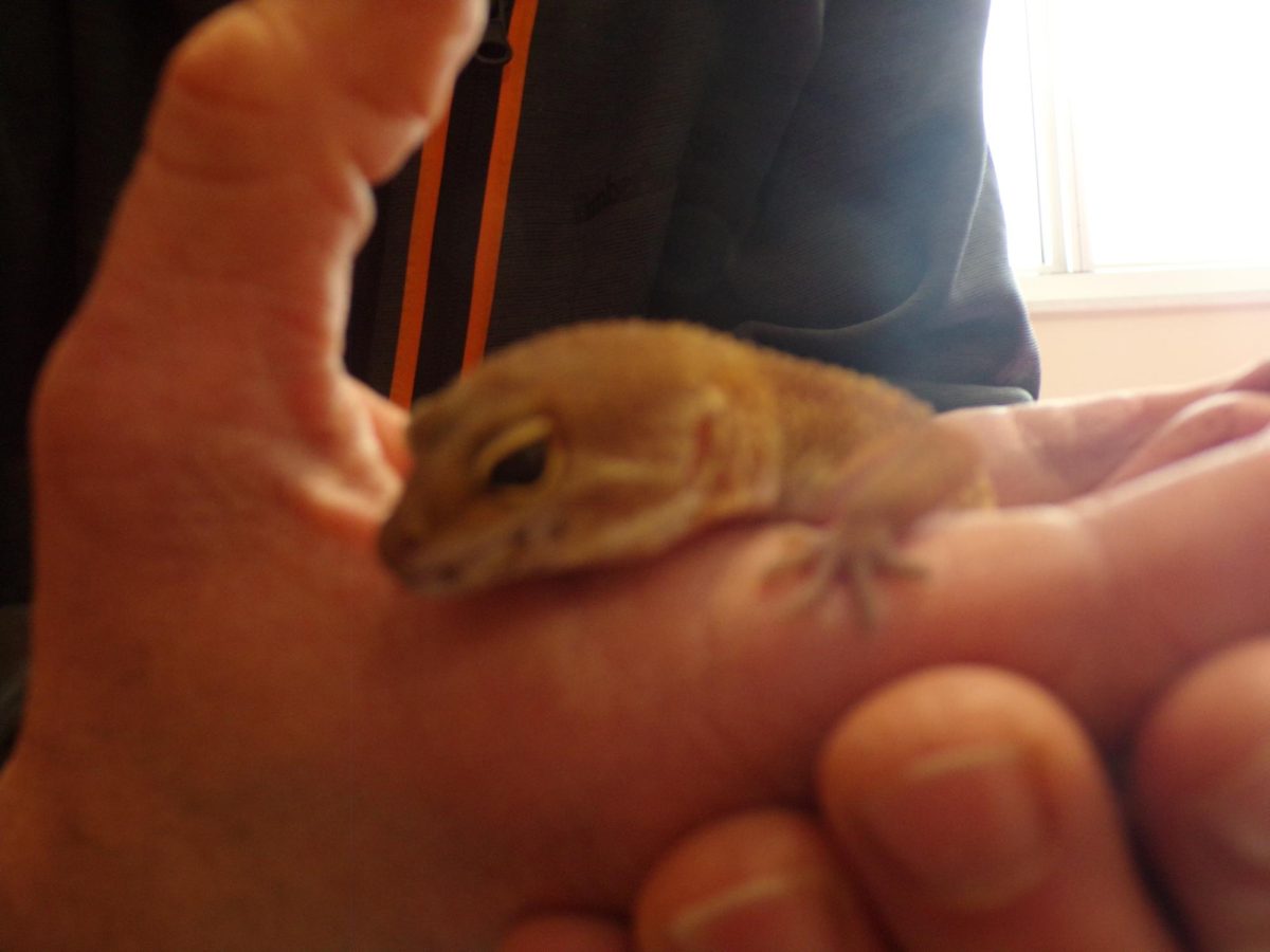 Linda the Lizard