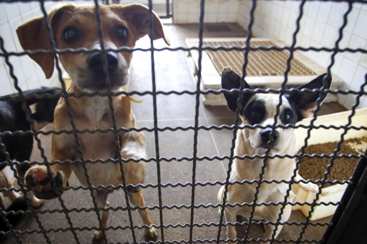 NHS fundraiser collects money for animal shelters