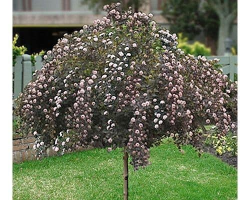 Tree seedlings delivered to Corry students